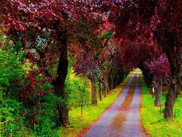 A Beautiful Path Villaviciosa Asturias in Spain