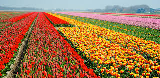 Tulip National Farm in Netherlands